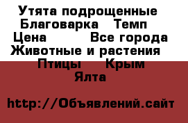 Утята подрощенные “Благоварка“,“Темп“ › Цена ­ 100 - Все города Животные и растения » Птицы   . Крым,Ялта